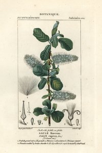 Pussy willow, Salix caprea by Stanghi Stanghi
