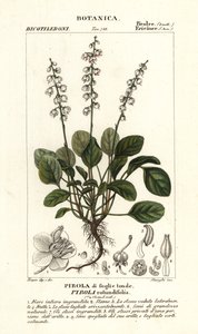 Round-leaved wintergreen, Pyrola rotundifolia