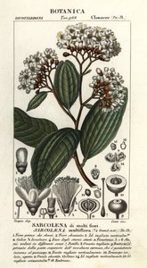 Sarcolaena Multiflora