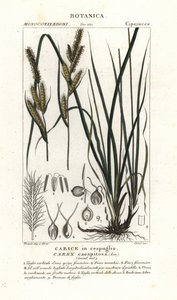 Sedge Grass