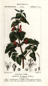 Shining-leaved sage