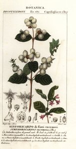 Snowberry by Stanghi Stanghi
