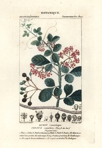 Spoonleaf treebine by Stanghi Stanghi