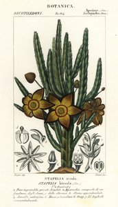 Starfish flower or carrion plant