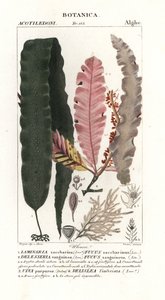 Sugar kelp and other seaweeds by Stanghi Stanghi