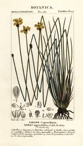 Tall Yellow Eye, Xyris Operculata