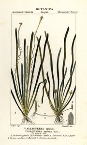 Tape grass or eel grass, Vallisneria spiralis