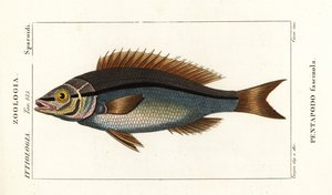 Threadfin bream by Stanghi Stanghi