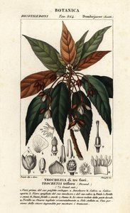 Trochetia triflora