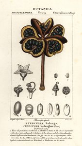 Tropical Chestnut or Nawa Tree, Sterculia Balanghas by Stanghi Stanghi