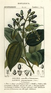 True cinnamon tree, Cinnamomum verum