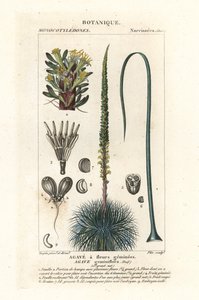 Twin Flowered Agave