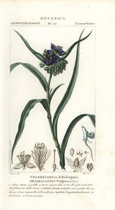 Virginia spiderwort