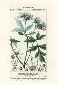 Virginia waterleaf