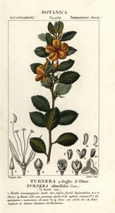 Yellow Alder
