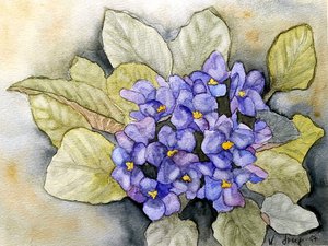 Usambara Violet