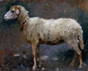 Sheep in profile