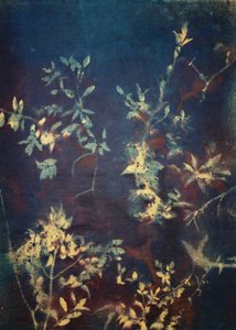 Deep Blue Leaves
