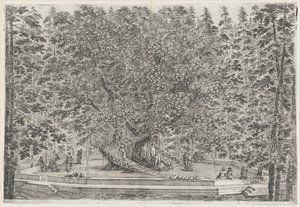 The Inhabited Tree in the Garden of Villa Pratolino