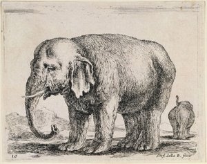 Elephant by Stefano della Bella