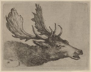 Head of a Stag Turned Right by Stefano della Bella