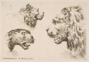 Heads of Three Lions by Stefano della Bella