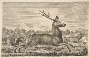 Hounds Chasing a Stag and a Doe by Stefano della Bella