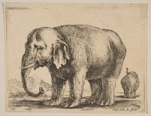 Elephant, from Various Animals by Stefano della Bella