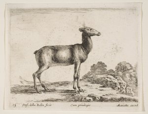 Doe, from Various Animals by Stefano della Bella