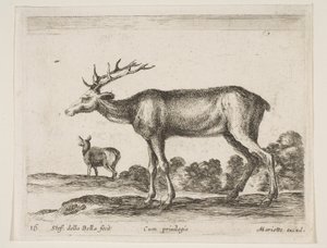 Stag (from Various Animals Diversi Animali) by Stefano della Bella