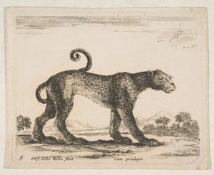Plate 9: leopard, from 
