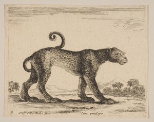 Leopard, from Various Animals (Diversi Animali) by Stefano della Bella