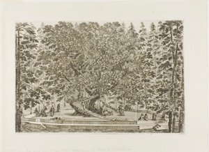 The Fountain of the Oak