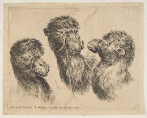 Three Camel Heads