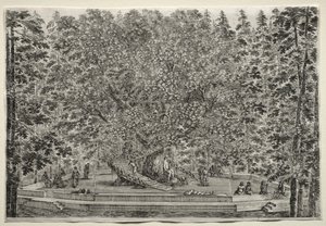Views of the Villa of Pratolino: The Inhabited Tree