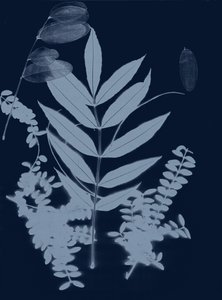 Cyan Foliage 01 by Stephen Dow