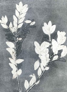 Midnight Garden III