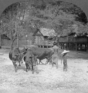 Threshing Rice, Amarapura, Burma, 1908 by Stereo Travel Co