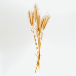 Barley No. 01, 2020