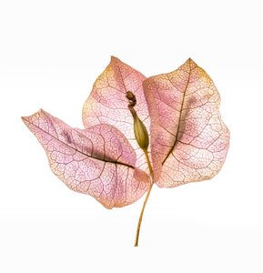 Bougainvillea Bract No. 01, 2020