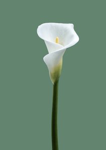 Calla Lily No. 02