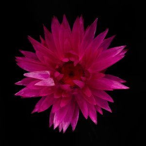 Dried Dahlia No. 01