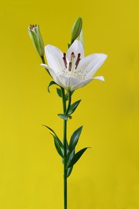Lily on Yellow No. 01, 2020