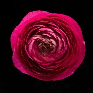 Ranunculus No. 01, 2020