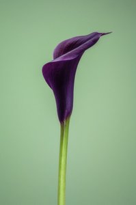 Single Purple Calla Lily, 2021