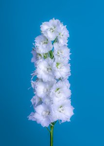 White Delphinium