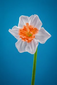 White and orange Daffodil, 2021