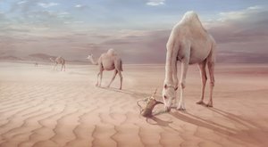 Arabian Desert Camels by Sulaiman Almawash