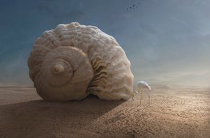 Flamingo and Giant Shell by Sulaiman Almawash