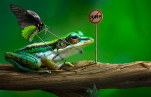 Funny Frog Jump Sign by Sulaiman Almawash
